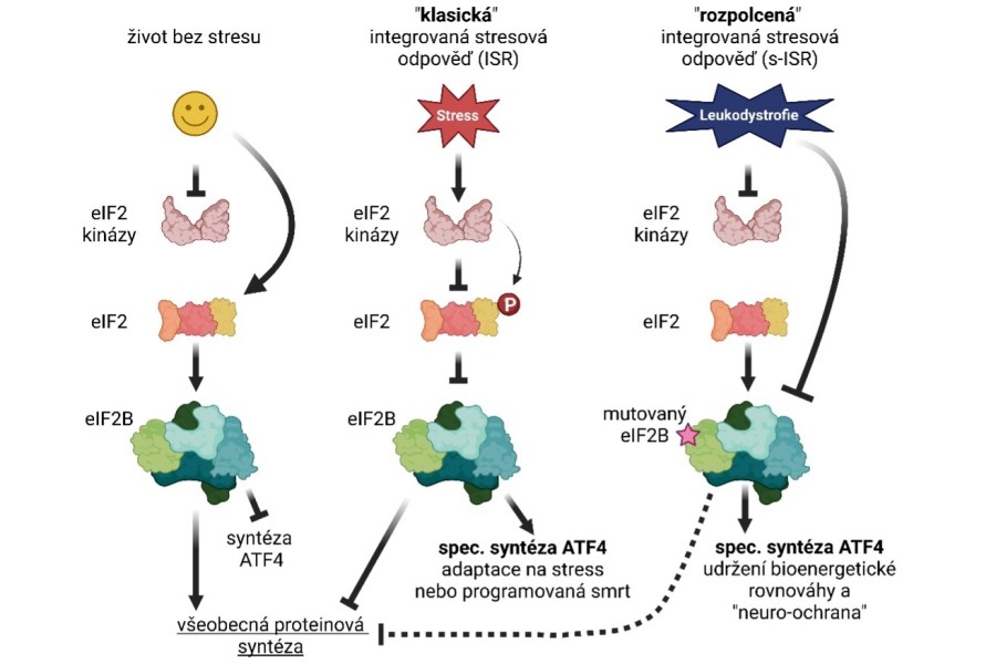 Regulace syntézy proteinů bez stresu, za stresu a v rámci leukodystrofií přes translační faktory eIF2 a eIF2B prostřednictvím syntézy hlavního protistresového proteinu ATF4. Created in BioRender. Valasek, L. (2025)